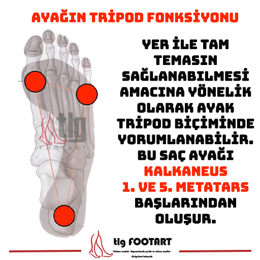 AYAĞIN TRİPOD FONKSİYONU