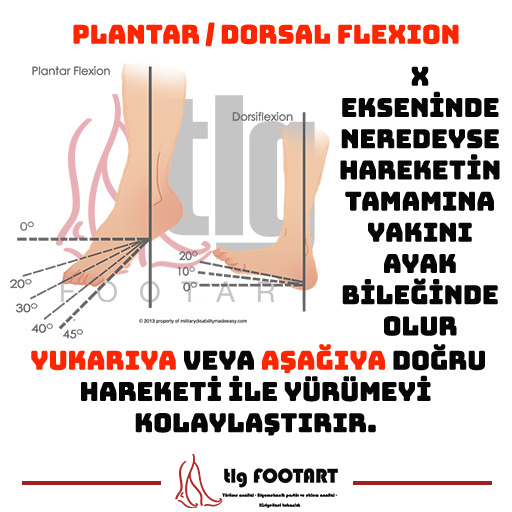 PLANTAR / DORSAL FLEKSİYON